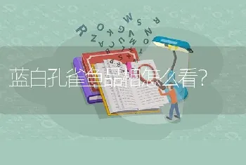 蓝白孔雀鱼品相怎么看？