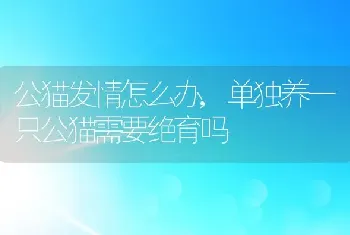 公猫发情怎么办，单独养一只公猫需要绝育吗