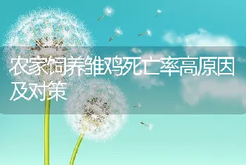 农家饲养雏鸡死亡率高原因及对策