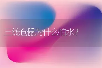 三线仓鼠为什么怕水？