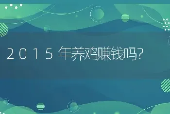 2015年养鸡赚钱吗？