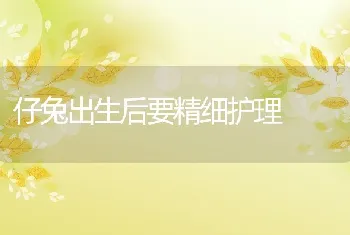 仔兔出生后要精细护理