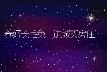 养好长毛兔　进城买房住