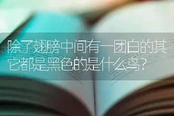 除了翅膀中间有一团白的其它都是黑色的是什么鸟？