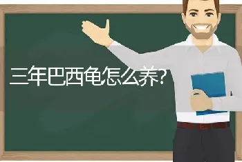 三年巴西龟怎么养？