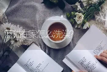 蓝猫在家怎么洗澡？