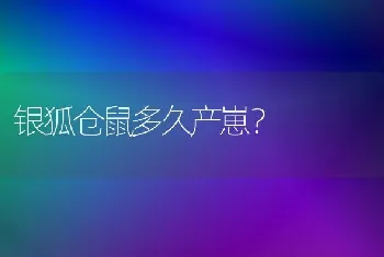 银狐仓鼠多久产崽？