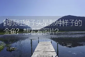 鹤顶红狮子头是那种样子的金鱼？想看看图片？