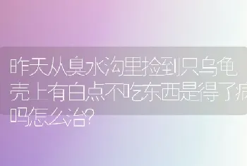 昨天从臭水沟里捡到只乌龟壳上有白点不吃东西是得了病吗怎么治？