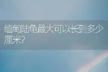 这个狗狗是什么品种？