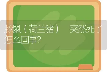 豚鼠（荷兰猪） 突然死了怎么回事？