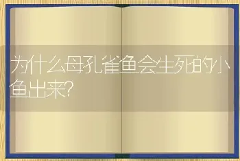 为什么母孔雀鱼会生死的小鱼出来？