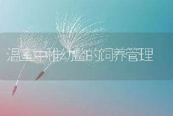 温室中稚幼鳖的饲养管理