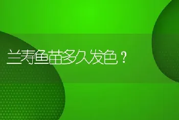 兰寿鱼苗多久发色？