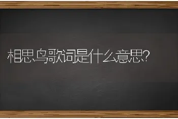 相思鸟歌词是什么意思？