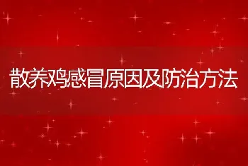 散养鸡感冒原因及防治方法