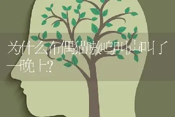 哈士奇是不是一定要有两把火的才好呀？