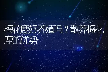 梅花鹿好养殖吗？散养梅花鹿的优势