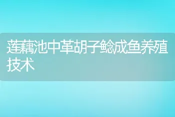 莲藕池中革胡子鲶成鱼养殖技术