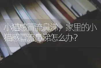 小猫感冒流鼻涕，家里的小猫感冒流鼻涕怎么办？