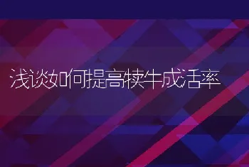 浅谈如何提高犊牛成活率