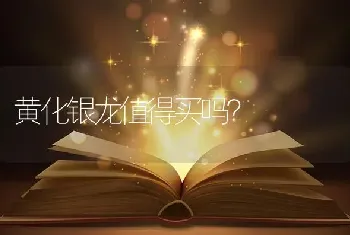 黄化银龙值得买吗？