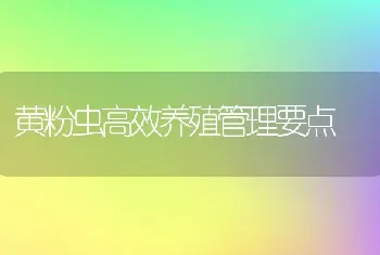 黄粉虫高效养殖管理要点