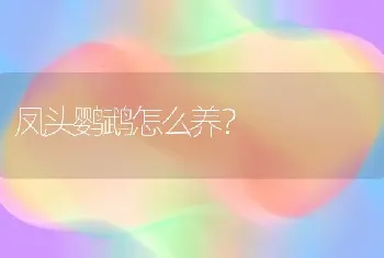 凤头鹦鹉怎么养？