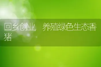 回乡创业,养殖绿色生态香猪