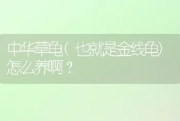 中华草龟(也就是金线龟)怎么养啊？