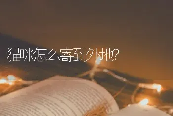 猫咪怎么寄到外地？