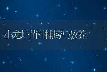 小龙虾苗种捕捞与放养