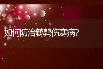 如何防治鹌鹑伤寒病？