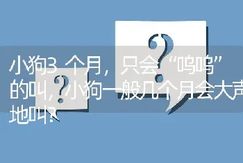 小狗3个月，只会“呜呜”的叫，小狗一般几个月会大声地叫？