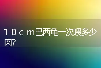 10cm巴西龟一次喂多少肉？