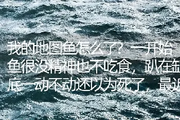 我的地图鱼怎么了？一开始鱼很没精神也不吃食，趴在缸底一动不动还以为死了