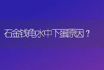 石金钱龟水中下蛋原因？