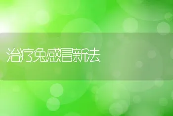 治疗兔感冒新法