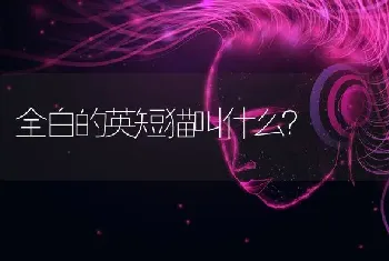 全白的英短猫叫什么？