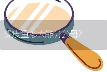 虎皮鱼多大能分公母？