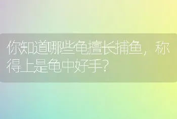 你知道哪些龟擅长捕鱼，称得上是龟中好手？