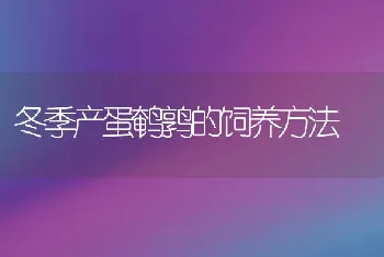 冬季产蛋鹌鹑的饲养方法