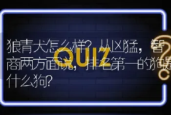 狼青犬怎么样？从凶猛，智商两方面说，排名第一的狗是什么狗？