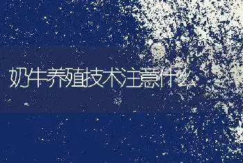 奶牛养殖技术注意什么