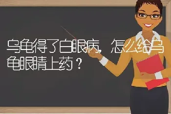 乌龟得了白眼病，怎么给乌龟眼睛上药？