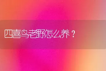 四喜鸟老野怎么养？