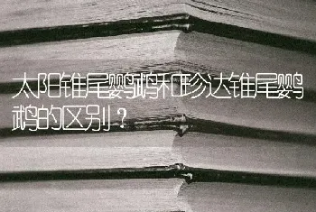 太阳锥尾鹦鹉和珍达锥尾鹦鹉的区别？