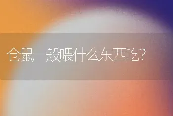 仓鼠一般喂什么东西吃？