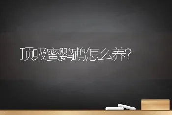 黒顶吸蜜鹦鹉怎么养？