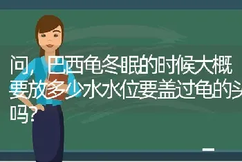 问，巴西龟冬眠的时候大概要放多少水水位要盖过龟的头吗？